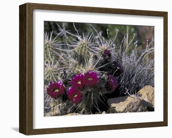 Strawberry Hedgehog, Saguaro National Park, Arizona, USA-Kristin Mosher-Framed Premium Photographic Print