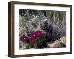 Strawberry Hedgehog, Saguaro National Park, Arizona, USA-Kristin Mosher-Framed Premium Photographic Print