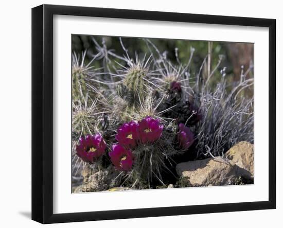 Strawberry Hedgehog, Saguaro National Park, Arizona, USA-Kristin Mosher-Framed Premium Photographic Print