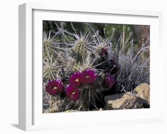 Strawberry Hedgehog, Saguaro National Park, Arizona, USA-Kristin Mosher-Framed Premium Photographic Print