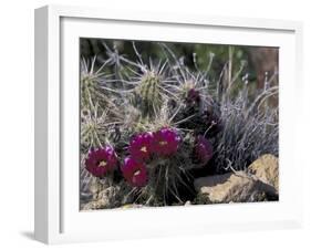 Strawberry Hedgehog, Saguaro National Park, Arizona, USA-Kristin Mosher-Framed Premium Photographic Print