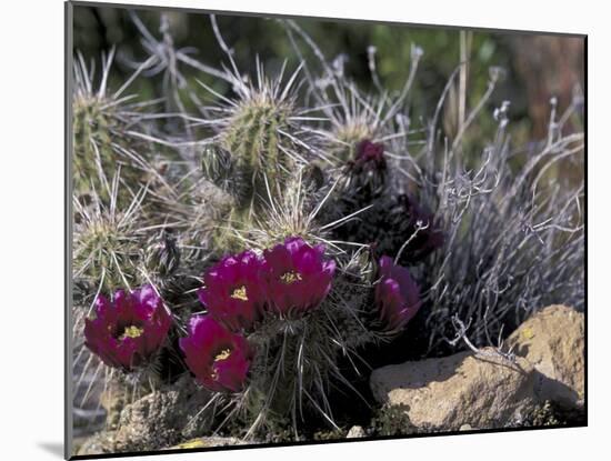 Strawberry Hedgehog, Saguaro National Park, Arizona, USA-Kristin Mosher-Mounted Premium Photographic Print