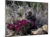 Strawberry Hedgehog, Saguaro National Park, Arizona, USA-Kristin Mosher-Mounted Premium Photographic Print