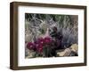 Strawberry Hedgehog, Saguaro National Park, Arizona, USA-Kristin Mosher-Framed Photographic Print