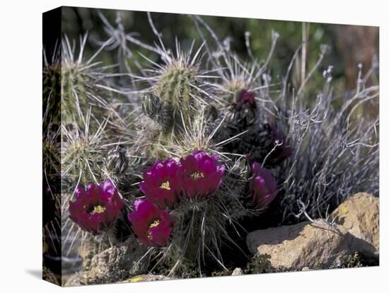 Strawberry Hedgehog, Saguaro National Park, Arizona, USA-Kristin Mosher-Stretched Canvas