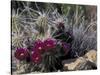 Strawberry Hedgehog, Saguaro National Park, Arizona, USA-Kristin Mosher-Stretched Canvas