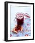 Strawberry Jam on Toast and in Preserving Jar-Roland Zollner-Framed Photographic Print