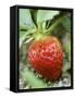 Strawberry on the Plant-Isabelle Rozenbaum-Framed Stretched Canvas