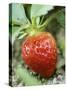 Strawberry on the Plant-Isabelle Rozenbaum-Stretched Canvas