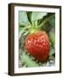 Strawberry on the Plant-Isabelle Rozenbaum-Framed Photographic Print