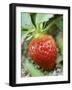 Strawberry on the Plant-Isabelle Rozenbaum-Framed Photographic Print