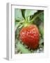 Strawberry on the Plant-Isabelle Rozenbaum-Framed Photographic Print
