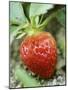 Strawberry on the Plant-Isabelle Rozenbaum-Mounted Photographic Print