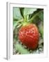 Strawberry on the Plant-Isabelle Rozenbaum-Framed Photographic Print