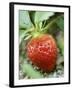 Strawberry on the Plant-Isabelle Rozenbaum-Framed Photographic Print