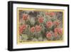 Strawberry or Hedgehog Cactus-null-Framed Art Print