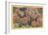 Strawberry or Hedgehog Cactus-null-Framed Art Print