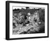 Strawberry Pickers-null-Framed Photographic Print