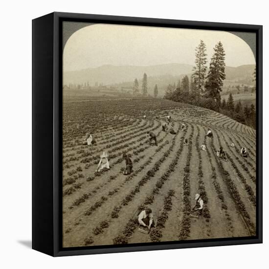 Strawberry Picking, Cedar Creek Farm, Hood River Valley, Oregon, Usa-Underwood & Underwood-Framed Stretched Canvas