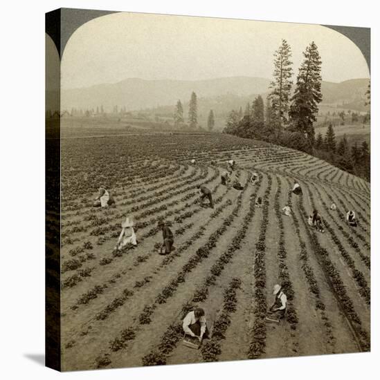 Strawberry Picking, Cedar Creek Farm, Hood River Valley, Oregon, Usa-Underwood & Underwood-Stretched Canvas