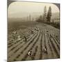 Strawberry Picking, Cedar Creek Farm, Hood River Valley, Oregon, Usa-Underwood & Underwood-Mounted Photographic Print