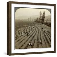 Strawberry Picking, Cedar Creek Farm, Hood River Valley, Oregon, Usa-Underwood & Underwood-Framed Photographic Print