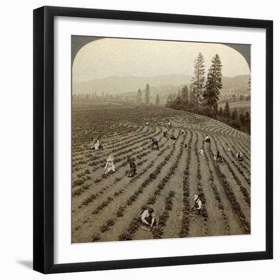 Strawberry Picking, Cedar Creek Farm, Hood River Valley, Oregon, Usa-Underwood & Underwood-Framed Photographic Print