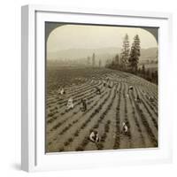 Strawberry Picking, Cedar Creek Farm, Hood River Valley, Oregon, Usa-Underwood & Underwood-Framed Photographic Print