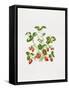 Strawberry Plant-Sally Crosthwaite-Framed Stretched Canvas