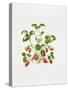 Strawberry Plant-Sally Crosthwaite-Stretched Canvas