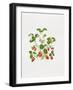 Strawberry Plant-Sally Crosthwaite-Framed Giclee Print