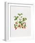 Strawberry Plant-Sally Crosthwaite-Framed Giclee Print