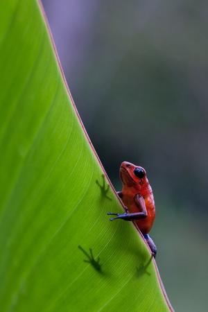 Arrow Frogs for Sale, Dendrobates sp.