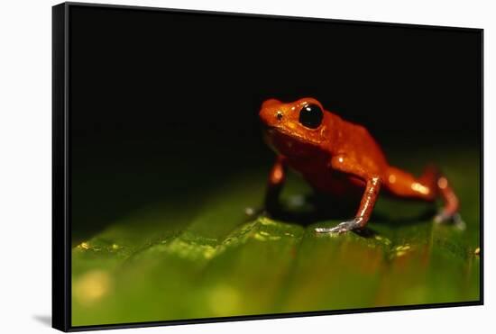 Strawberry Poison Arrow Frog-Paul Souders-Framed Stretched Canvas