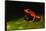 Strawberry Poison Arrow Frog-Paul Souders-Framed Stretched Canvas