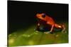 Strawberry Poison Arrow Frog-Paul Souders-Stretched Canvas