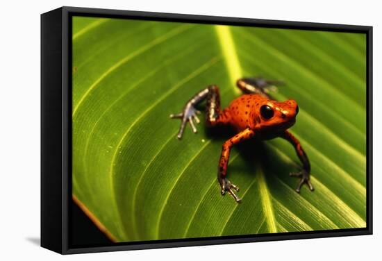 Strawberry Poison Arrow Frog-null-Framed Stretched Canvas