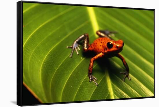 Strawberry Poison Arrow Frog-null-Framed Stretched Canvas