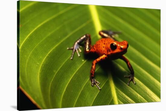 Strawberry Poison Arrow Frog-null-Stretched Canvas