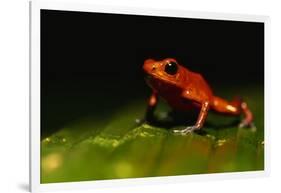 Strawberry Poison Arrow Frog-Paul Souders-Framed Photographic Print