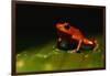 Strawberry Poison Arrow Frog-Paul Souders-Framed Photographic Print