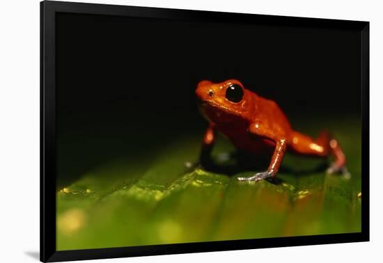 Strawberry Poison Arrow Frog-Paul Souders-Framed Photographic Print