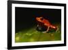 Strawberry Poison Arrow Frog-Paul Souders-Framed Photographic Print