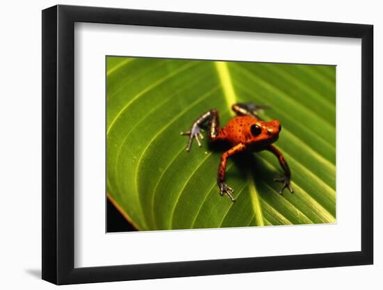 Strawberry Poison Arrow Frog-null-Framed Photographic Print