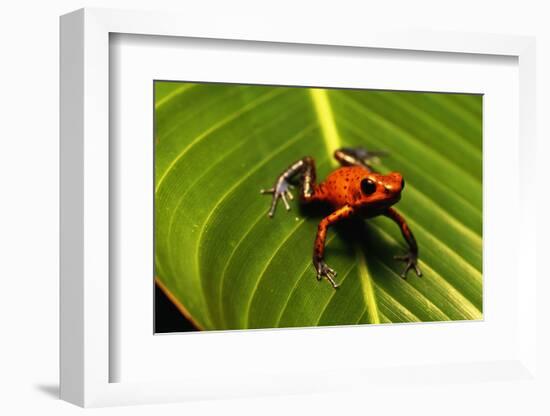 Strawberry Poison Arrow Frog-null-Framed Photographic Print