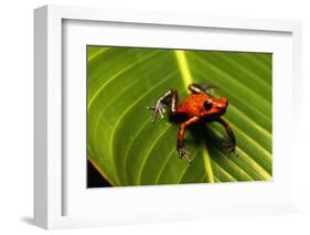 Strawberry Poison Arrow Frog-null-Framed Photographic Print