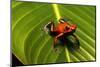Strawberry Poison Arrow Frog-null-Mounted Photographic Print