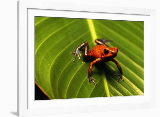 Strawberry Poison Arrow Frog-null-Framed Photographic Print