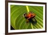 Strawberry Poison Arrow Frog-null-Framed Photographic Print