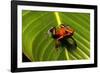 Strawberry Poison Arrow Frog-null-Framed Photographic Print